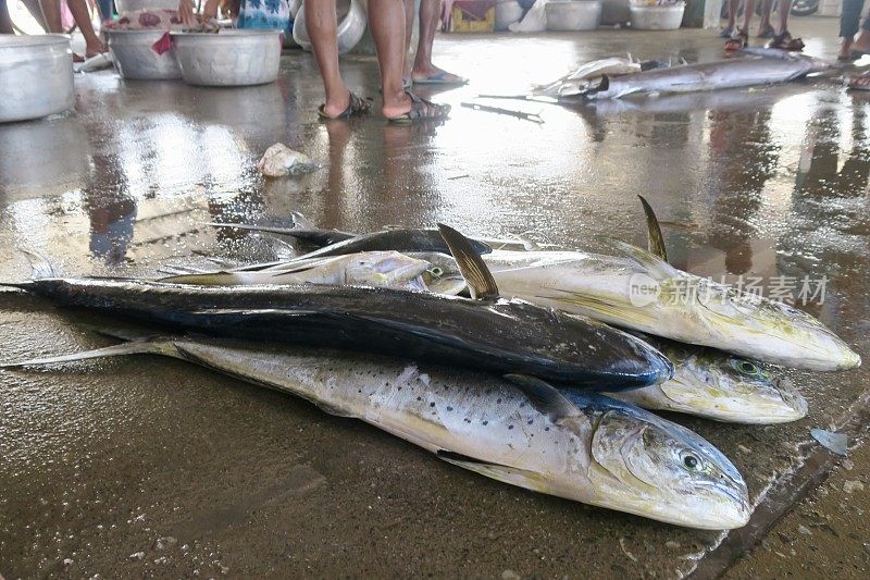 在印度南部喀拉拉邦附近的印度洋上，旗鱼、金枪鱼/蓝鳍金枪鱼、鲭鱼和其他海鱼在海鲜市场拍卖的地板上
